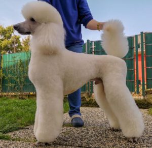 Deckr Den Barbone Gigante Pudelzucht Dpk Vdh Fci